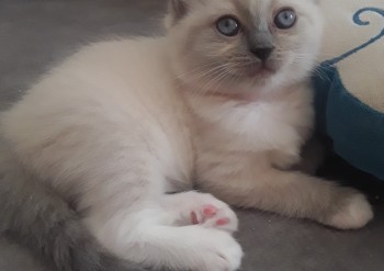 femelle blue mitted 6 semaines - Chatterie Ragdolls du Val de Beauvoir